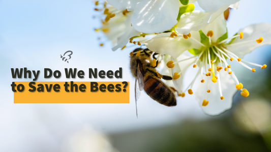 Why Do We Really Need to Save the Bees?
