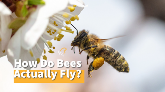 How Do Bees Actually Fly?