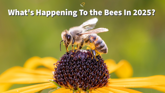What’s Happening To The Bees in 2025?