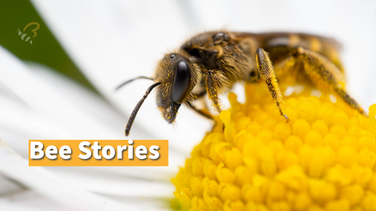 Bee Stories