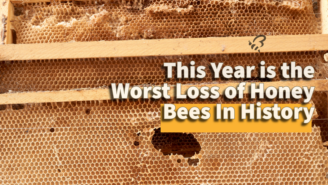 This Year is the Worst Loss of Honey Bees In History