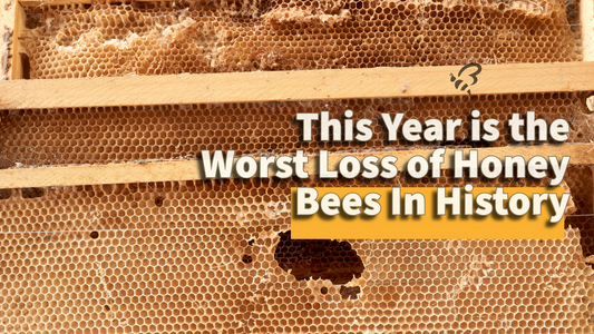 This Year is the Worst Loss of Honey Bees In History