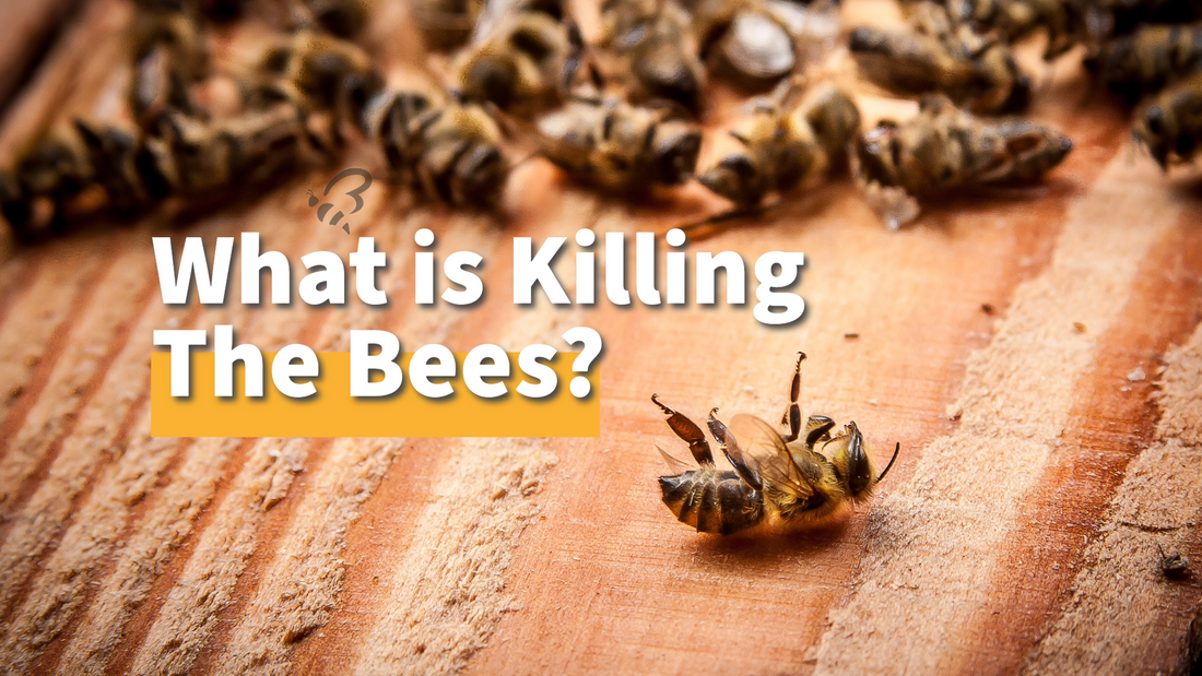 What is Killing The Bees?