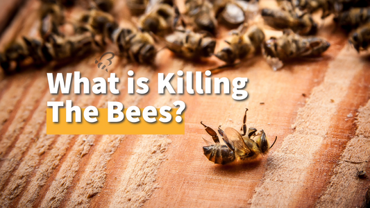 What is Killing The Bees?