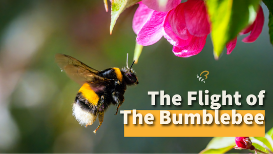 The Flight of the Bumblebee