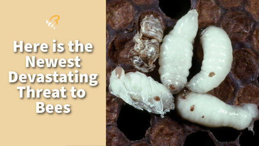 Here is the Newest Devastating Threat to Bees