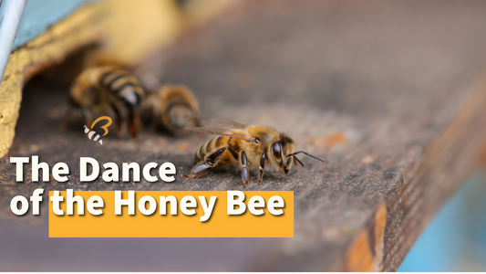 The Dance of the Honey Bee