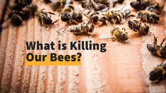 What is Killing Our Bees?