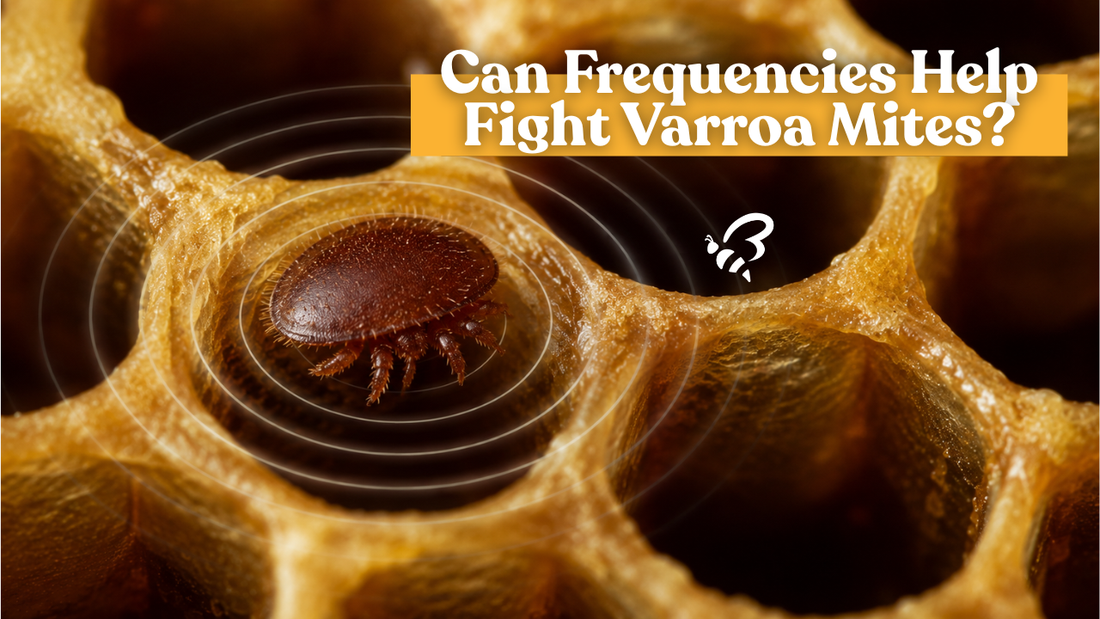 Can Frequencies Help Fight Varroa Mites? Exploring the Hidden World of Hive Vibrations