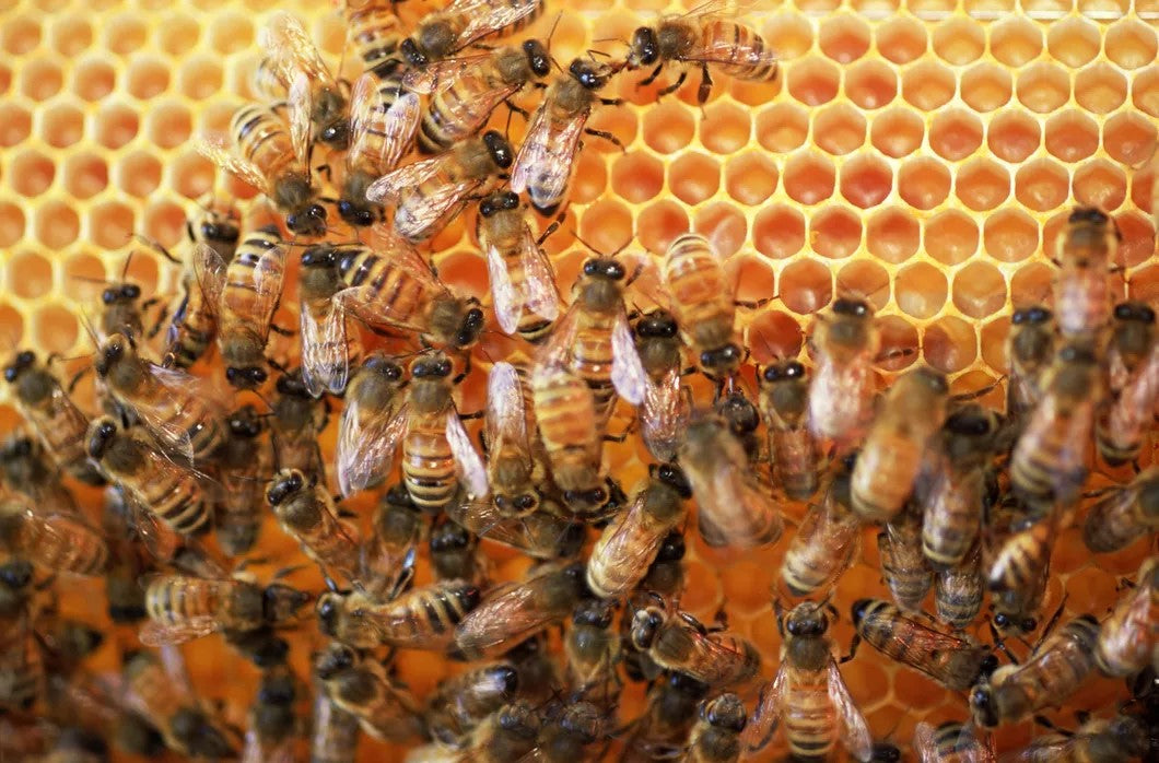 Frequency Healing & Bees