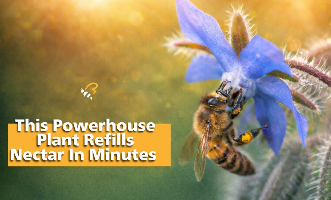 This Powerhouse Plant Refills Nectar In Minutes