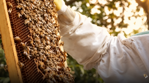 Watch the 4RBEES Mission Film