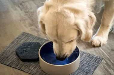 Near food and water bowls