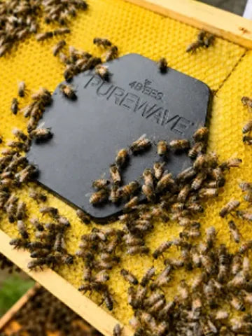 Inside the beehive